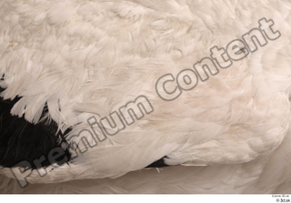 Black stork back feathers wing 0001.jpg